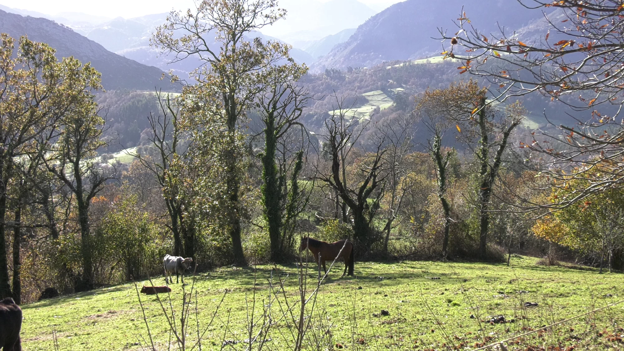 La Carne Roxia