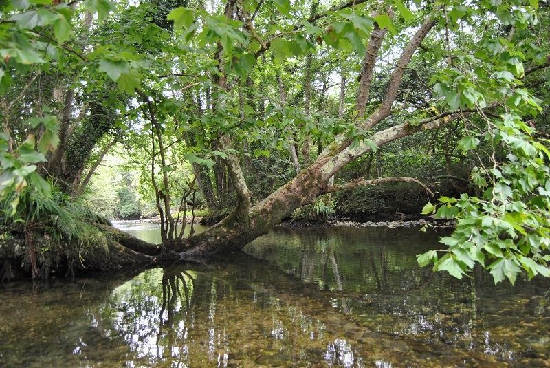 Descubre la Ruta del Rio Puron en Llanes
