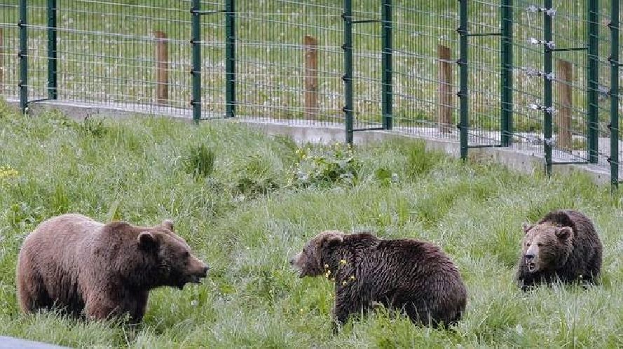 La Senda del Oso: Paca y Tola