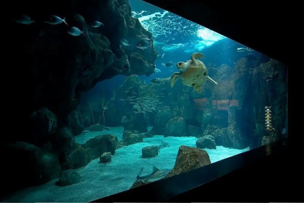 alt="Tortuga nadando en una piscina en el Acuario de Gijón"