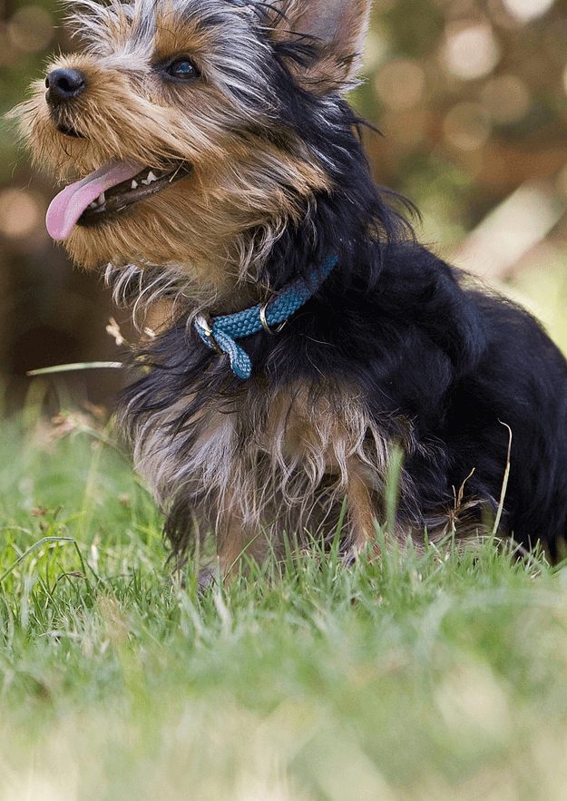 Alojamientos Pet-Friendly en Asturias: Descubre el Paraíso con Tu Mascota