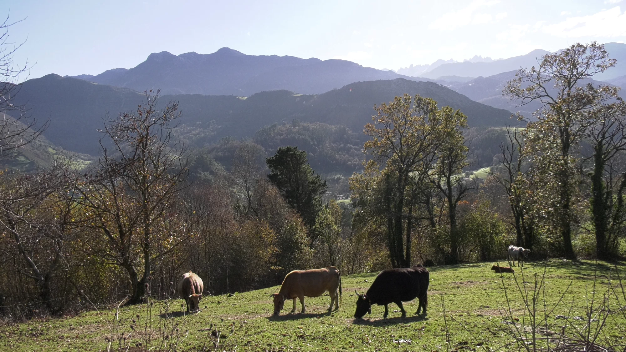 La Carne Roxia