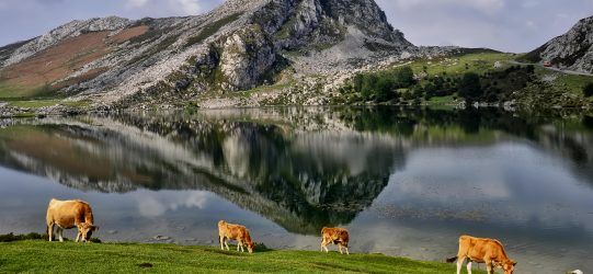 alt= "Asturias Paraiso Natural, vista de lagos de Covadonga en Picos de Europa, Asturias"