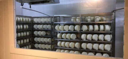 alt="Queso Cabrales DOP artesanal de la Quesería Vega de Tordín"